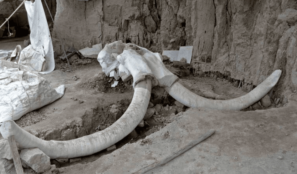 Excavación arqueológica de un fósil de mamut